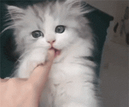 260_216gif 动态图 动图