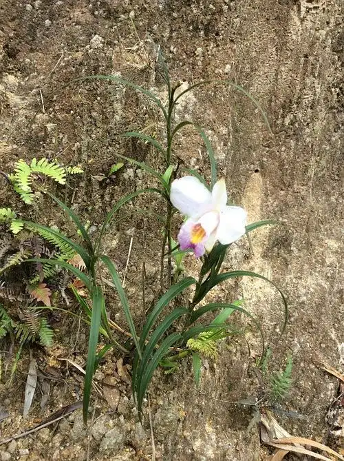 谁认识这种野生兰草?