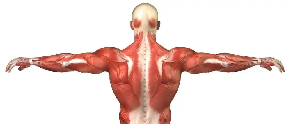 食物奥秘之三蛋白质人体肌肉的形成以及它对Ⅱ型糖尿病的影响