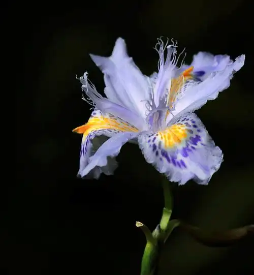 【美丽的爱丽丝(又名鸢尾兰)摄影图片】生态摄影_清