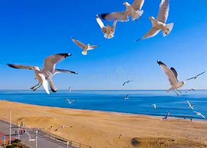 海鸥在曼哈顿图片