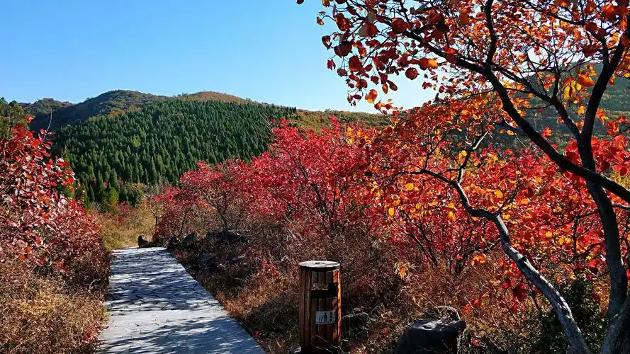 层林尽染,万山红遍浮戏山环翠峪.