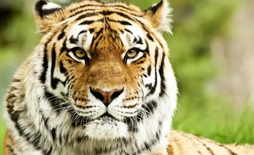 回顾男子收养老虎幼崽养大送动物园5年后相见老虎激动哀嚎