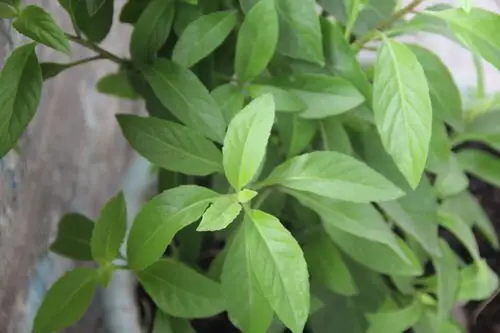 是什么药,有什么功效?