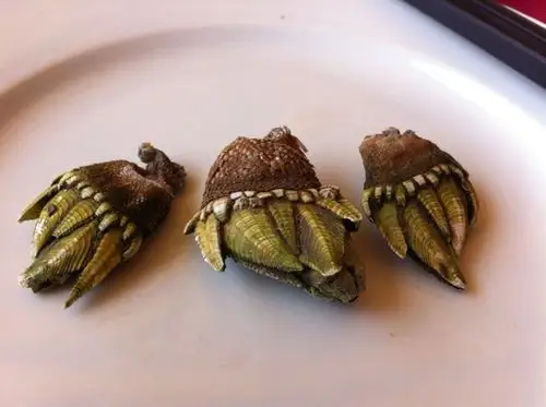 展开全部 是一种海鲜,生长在海边岩石逢里的贝壳类,叫观音手,可鲜美