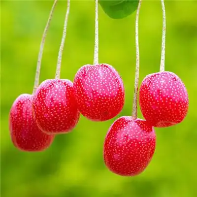 2021带来好运的微信头像图片 漂亮高清_风水头像_美头网