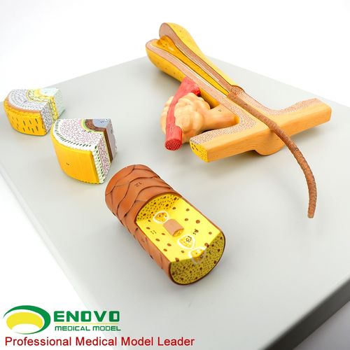 enovo颐诺人体毛发头发毛囊解剖结构模型 化妆美容美发教学 洗发护发