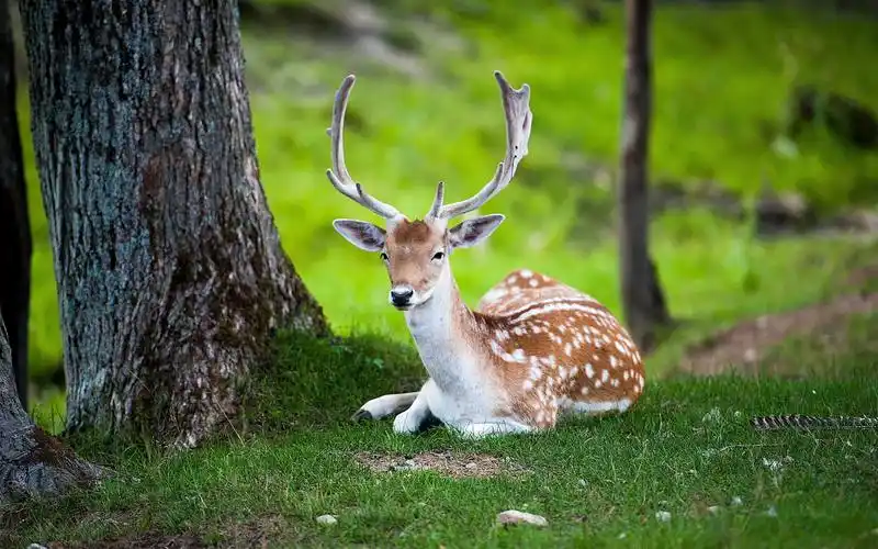 可爱梅花鹿高清摄影图片桌面壁纸高清大图预览1920x1200_动物壁纸下载