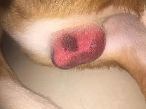 有朋友知道狗狗的蛋蛋为什么突然这么红吗? 皮还有一点硬