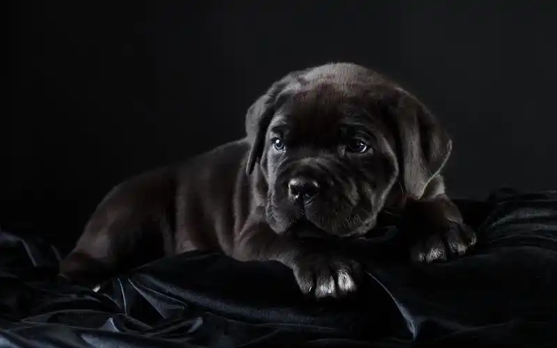 壁纸 黑色小狗休息