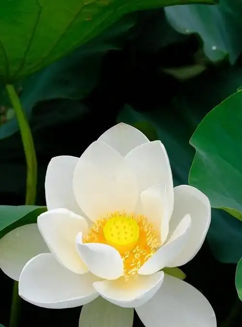 莲花出淤泥而不染(莲花出淤泥而不染濯清涟而不妖的意思)图60