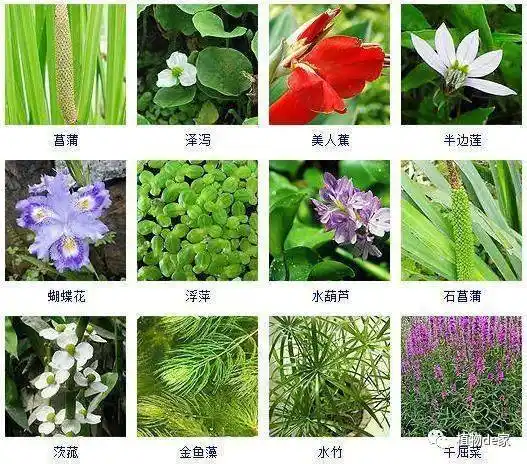 100种植物名字和图片(100种植物名字和图片代表什么)