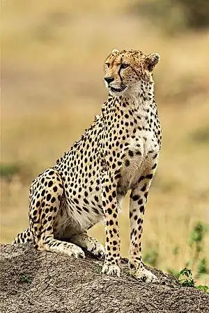 猎豹图片_图片大全