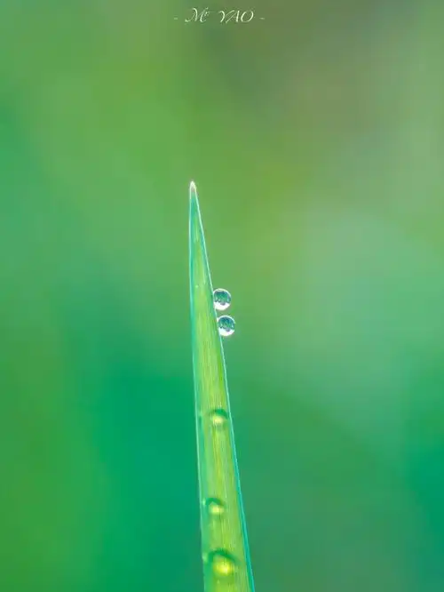 723露珠微距摄影