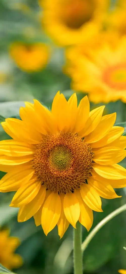 高清壁纸无水印#唯美小清新壁纸