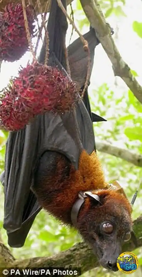 世界上最大的蝙蝠面临灭绝的危险
