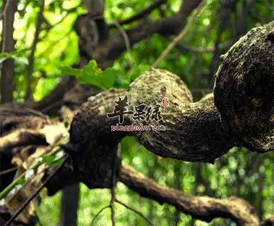 过江龙的功效与作用