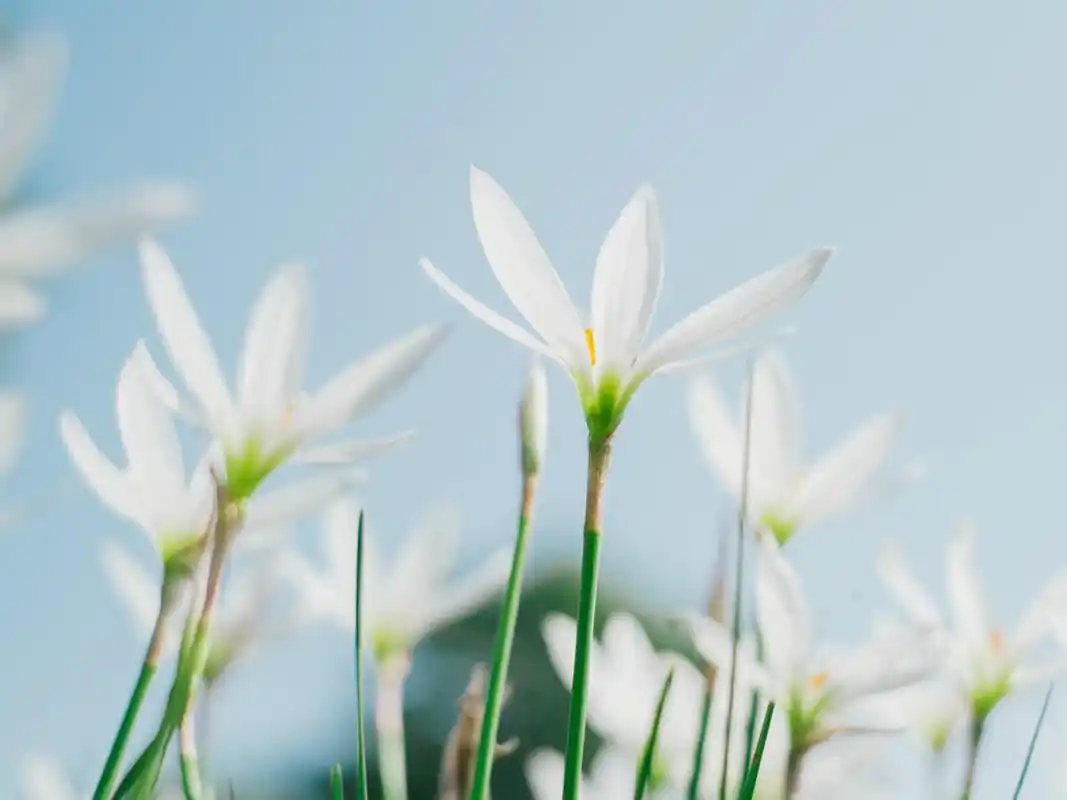 花朵壁纸图片 _ 图片网