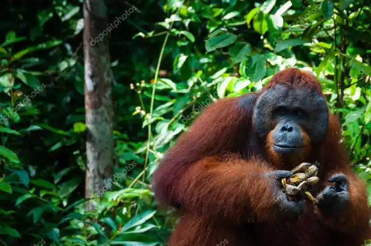 名称:香蕉在婆罗洲印尼 orang utan 阿尔法男性