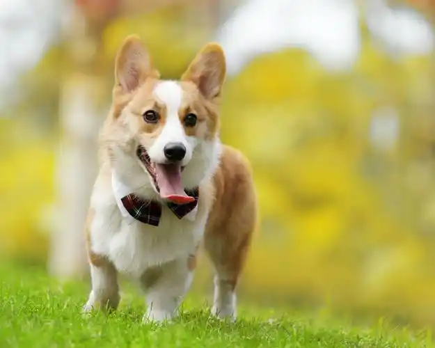 柯基犬可爱呆萌图片桌面壁纸