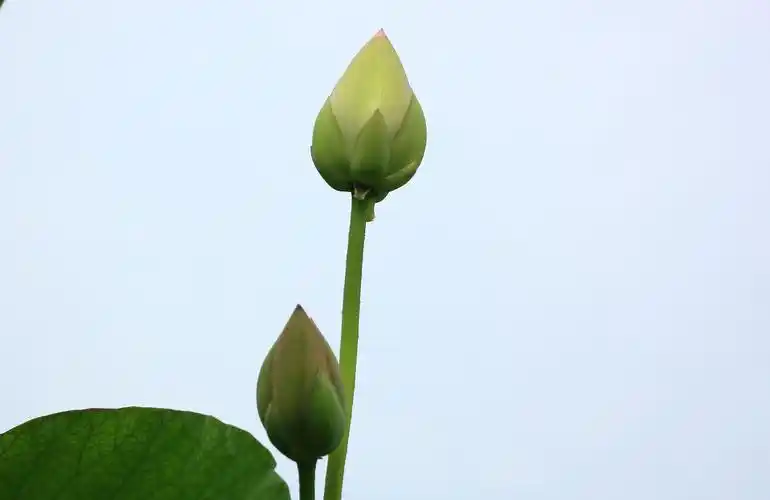 洁白的荷花图片荷花莲花花朵花卉鲜花