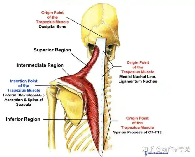 浅谈前锯肌 - 知乎