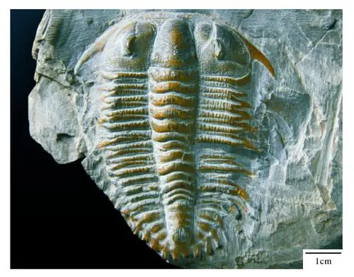 含三叶虫灰岩(containing trilobite limestone)含砾杂砂岩砾石含量5%