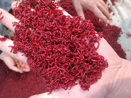 红虫活饵特大号黑头红虫鲜活全国包邮包活拉饵红虫鲫鱼专用爆护