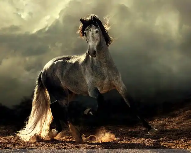 wojtek kwiatkowski精美的马匹摄影(第三集)