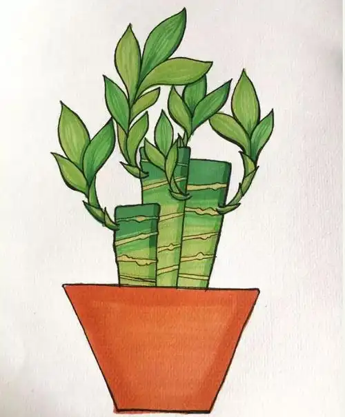 富贵竹简笔画 富贵竹简笔画带颜色