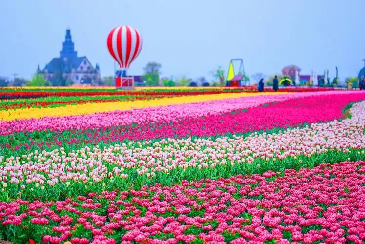 盐城大丰荷兰花海逛千亩花海看只有爱戏剧幻城