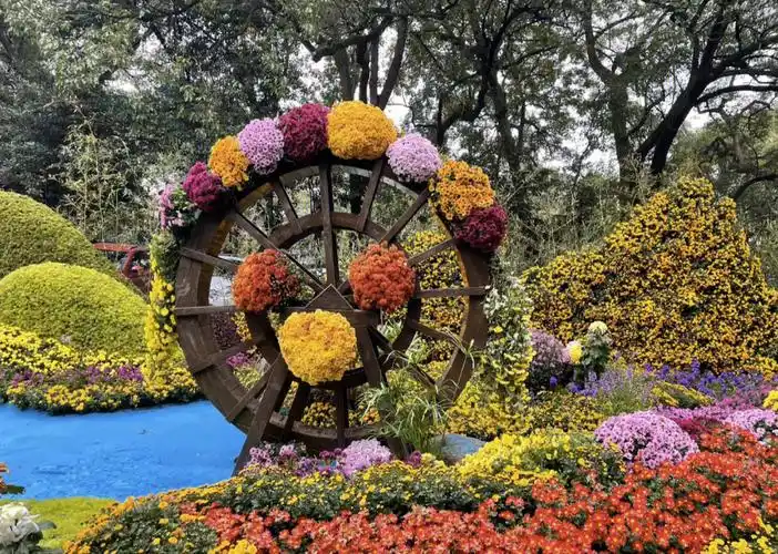 杭州植物园菊花展