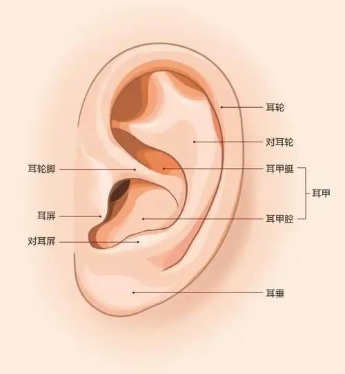 但日常说"耳朵",指的只是耳廓.