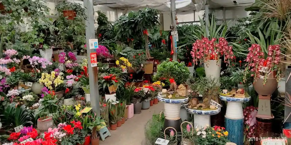 南京七桥瓮花鸟市场(续)