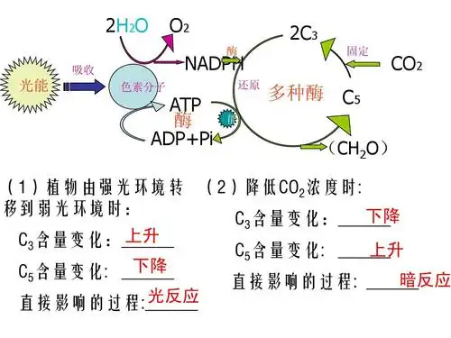 无忧文档 所有分类 自然科学 生物学 影响光合作用的因素及应用