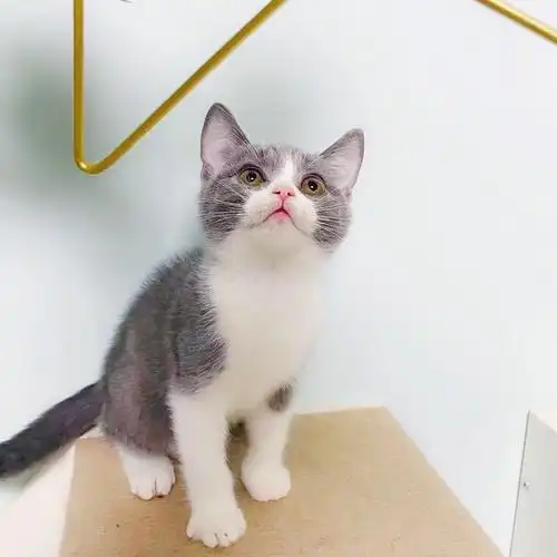 北京昌平英短加白找新家价优