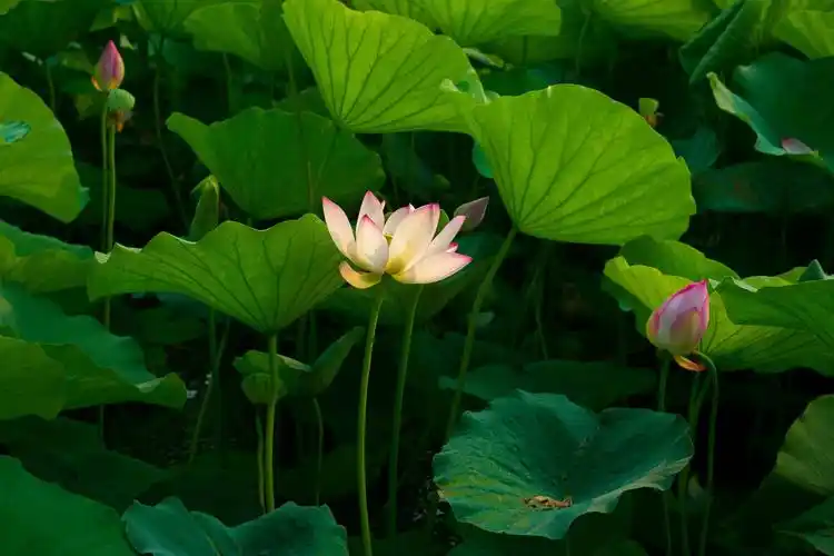 夏天来了如何拍出意境不俗的荷花这七招你需要掌握