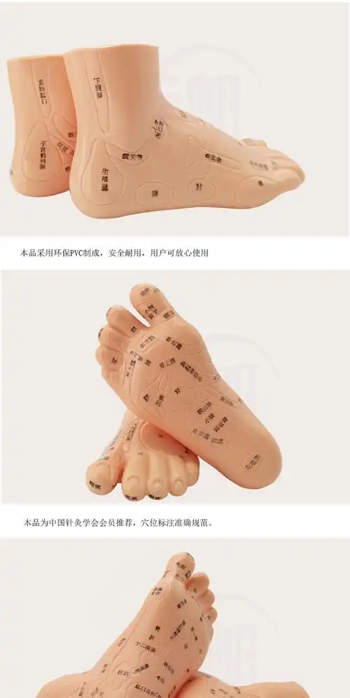 10030004672411商品名称:丰帆经络通清晰足底反射区模型脚底按摩点穴