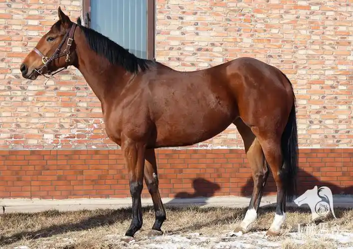 亮眼睛混合马种精选好马助力马业发展大计"以马匹交易促进流通,以流通