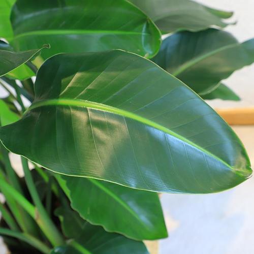 天堂鸟盆栽四季常青大叶植物室内客厅办公室网红大型绿植