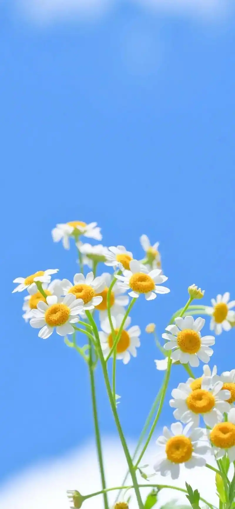 小清新治愈系 #风景 #小雏菊#壁纸#高清壁纸 - 抖音