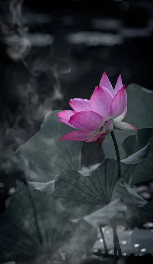 静心赏摄影作品多品种(荷花)尽信书2019.08.06制作