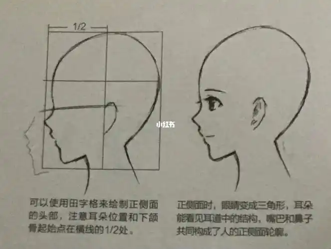 打卡学画画第3天正侧面