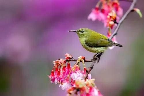 最美花鸟图——樱花与叉尾太阳鸟
