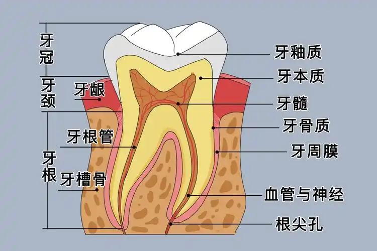 下颌第一磨牙解剖图_有来医生
