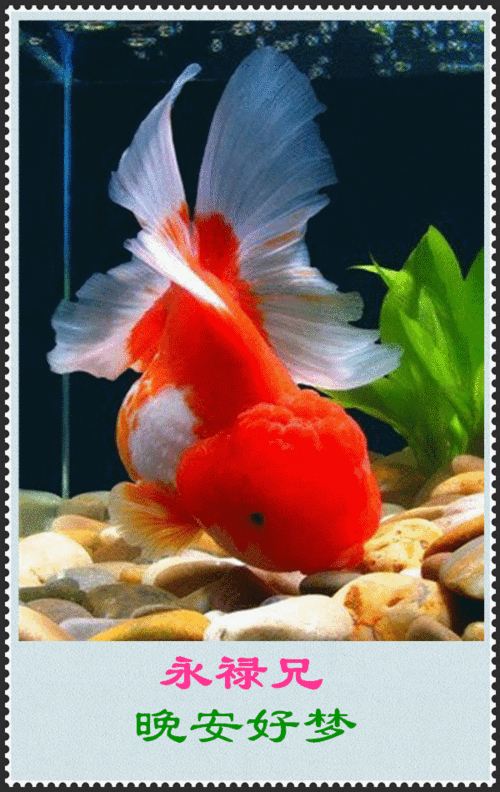 600_950竖版 竖屏gif 动态图 动图