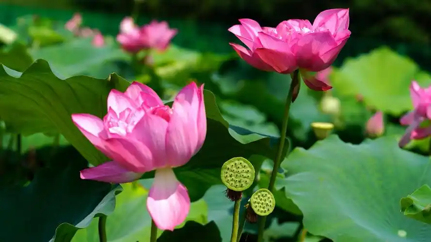 圆明园赏荷题记