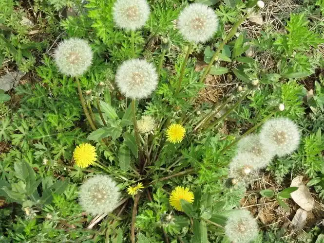 601560151,蒲公英中医认为,用蒲公英泡水喝,对于尿酸的排出