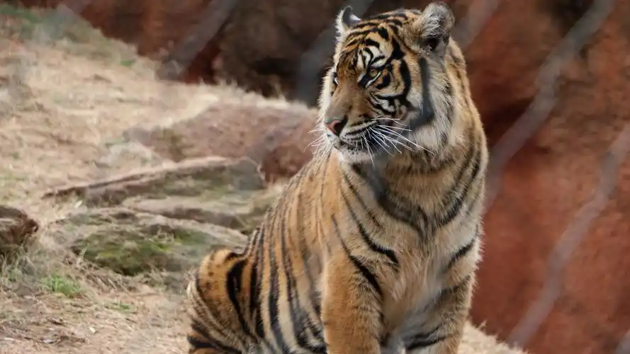 88m上传时间:2020-06-16壁纸标签:老虎4k壁纸封面图老虎壁纸【31】