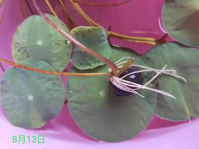 睡莲的观察日记——记录员:郑承新